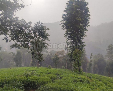 7 acres agriculture land for sale in mananthavady wayanad