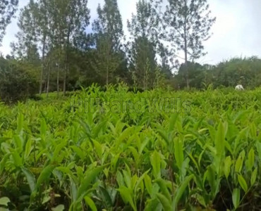 25 cents agriculture land for sale in uyilaty kotagiri