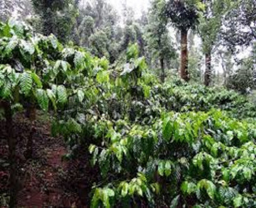 1.60 acres agriculture land for sale in bhagamandala coorg