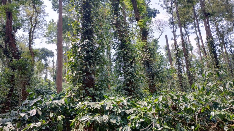₹5 Cr | 6 acres agriculture land for sale in siddapur coorg
