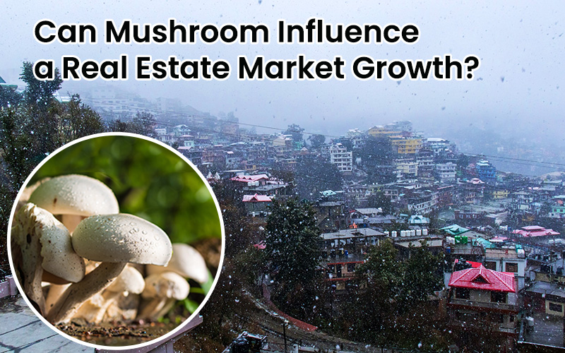 Can Mushroom InfluenceA Real Estate Market?