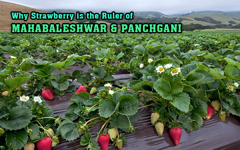 Why Strawberry is the Ruler of Mahabaleshwar & Panchgani - Economy and Real Estate